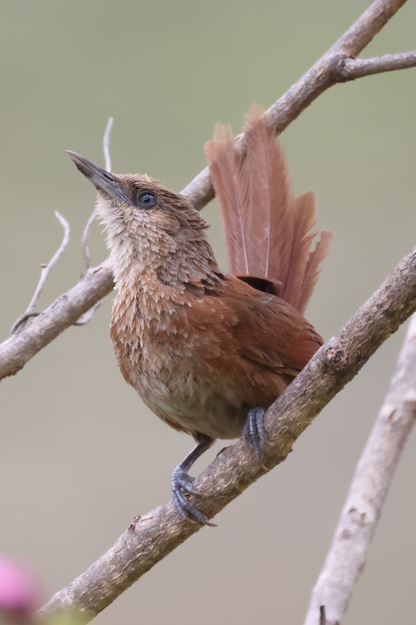 Chestnut-backed Thornbird (Phacellodomus dorsalis), photo 2