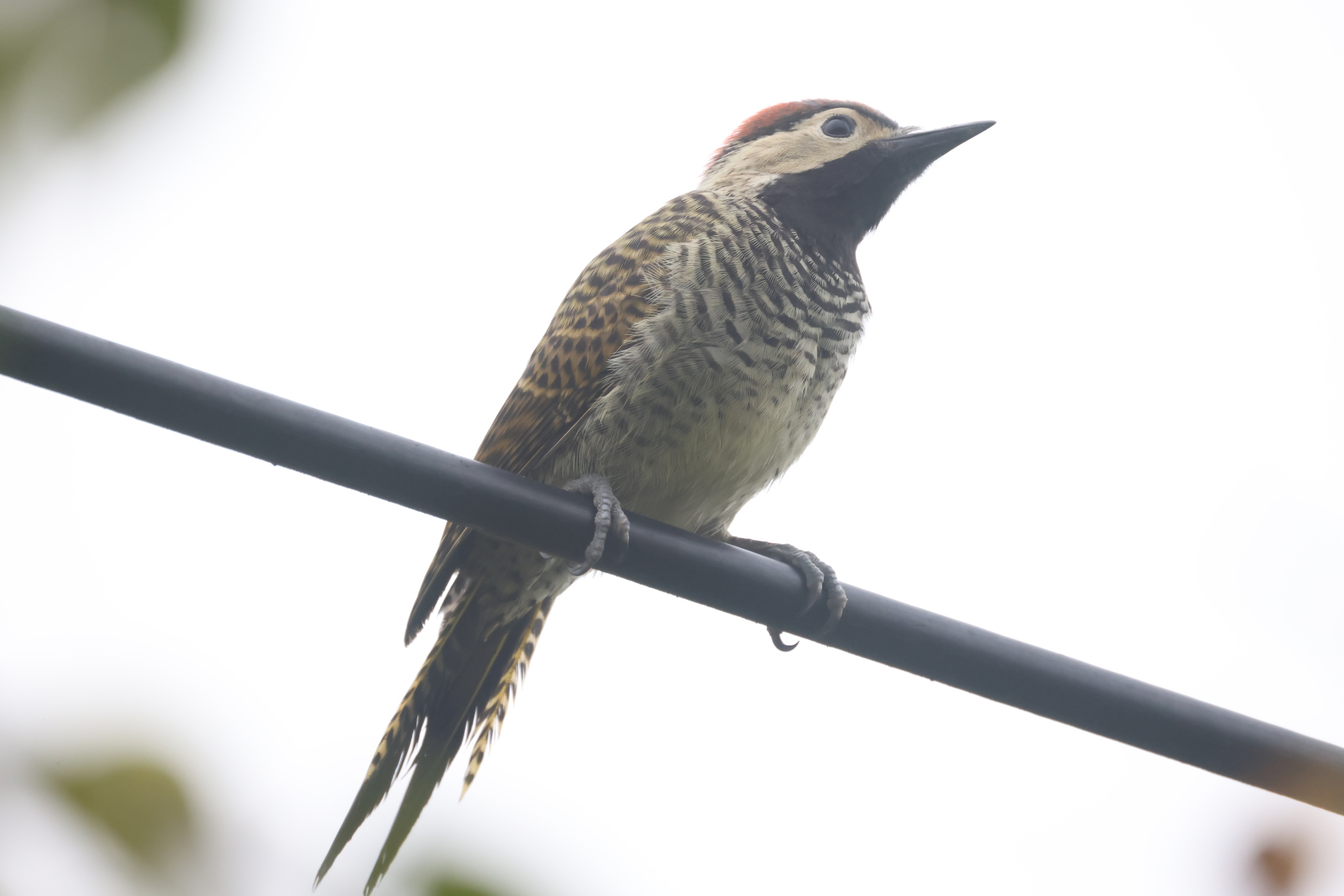 Black-necked Woodpecker (Colaptes atricollis), photo 3