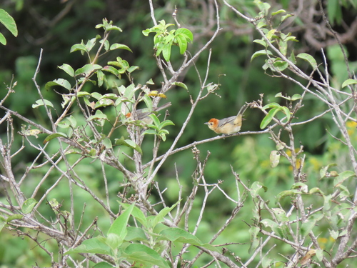 Buff-bellied Tanager (Thlypopsis inornata)
