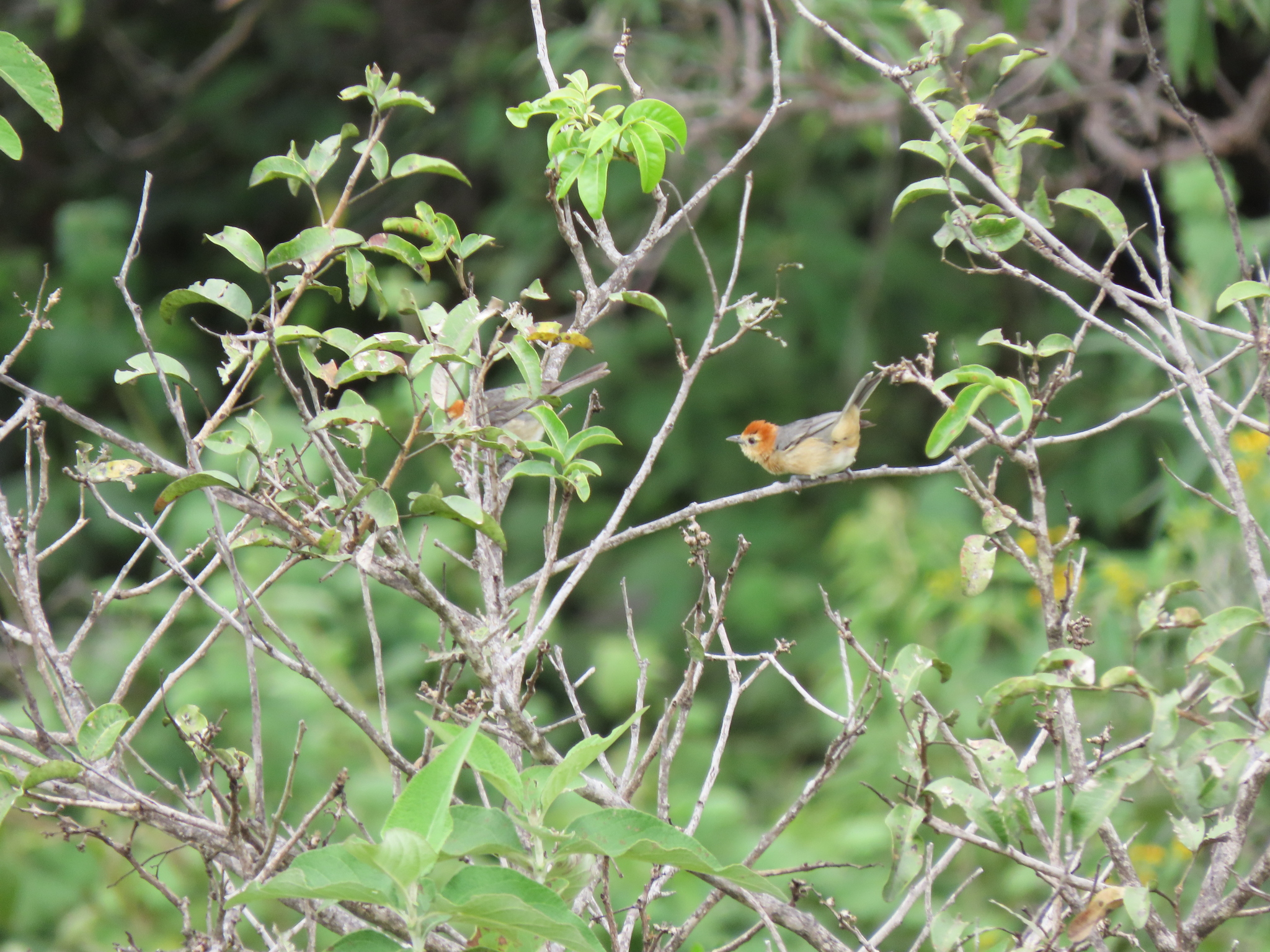Buff-bellied Tanager (Thlypopsis inornata), photo 1
