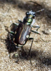 Cicindela scutellaris lecontei