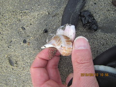 Notomegabalanus decorus