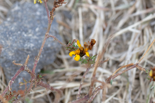 Dyssodia decipiens, photograph 6