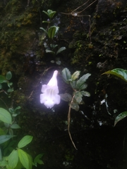 Lysionotus pauciflorus