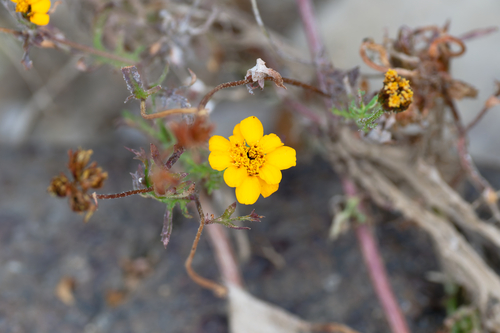 Dyssodia decipiens, photograph 5