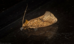Azaleodes micronipha