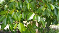 Ficus prolixa