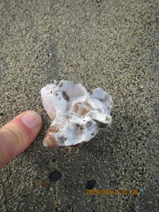 Notomegabalanus decorus