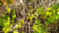 Ficus prolixa