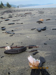 Notomegabalanus decorus