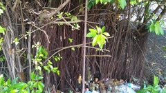 Ficus prolixa