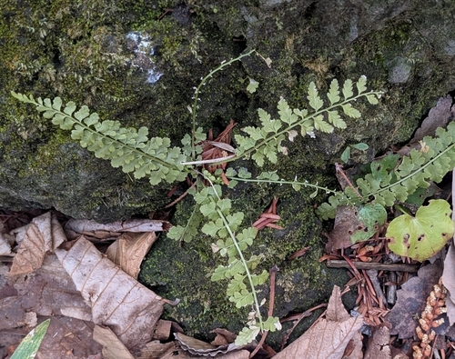 Asplenium incisum, photograph 2