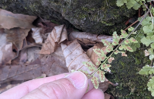 Asplenium incisum, photograph 3