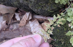 Asplenium incisum, photograph (c) mami_t_t, some rights reserved (CC BY)