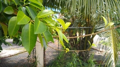 Ficus prolixa