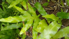 Microsorum scolopendria