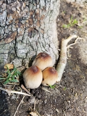 Coprinellus micaceus