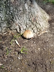 Coprinellus micaceus