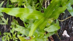 Microsorum scolopendria