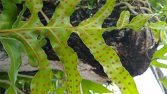 Microsorum scolopendria