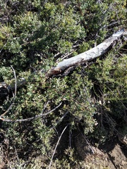 Symphoricarpos rotundifolius parishii