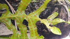 Microsorum scolopendria