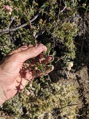 Symphoricarpos rotundifolius parishii