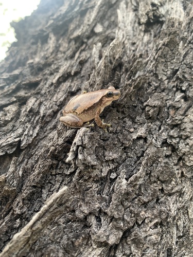 Ruddy Tree Frog