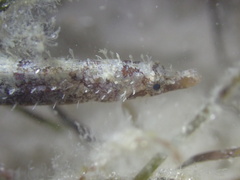 Pugnose Pipefish photo 2