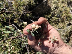Symphoricarpos rotundifolius parishii
