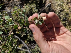 Symphoricarpos rotundifolius parishii