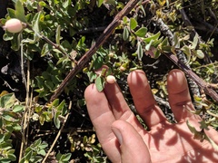Symphoricarpos rotundifolius parishii