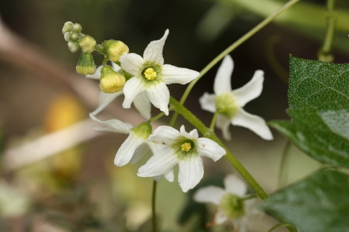 Marah macrocarpa (Greene) Greene