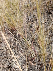 Myrmecaelurus trigrammus