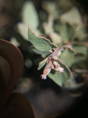Symphoricarpos rotundifolius parishii