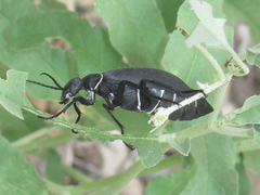 Epicauta segmenta