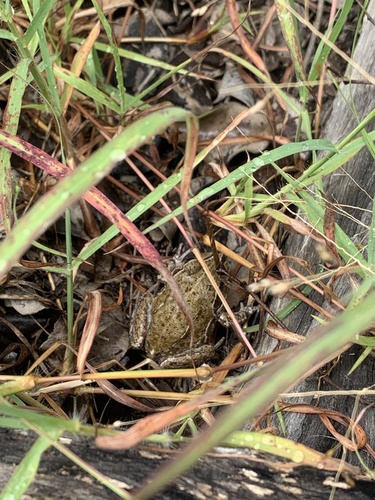 New Holland Frog