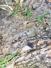 Armadillidium vulgare