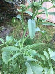 Brassica napobrassica