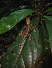 Acanthosaura lepidogaster