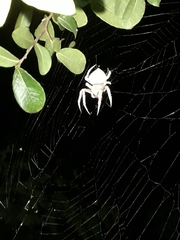 Eriophora edax