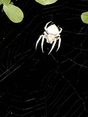 Eriophora edax