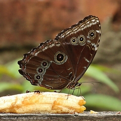 Morpho helenor peleides