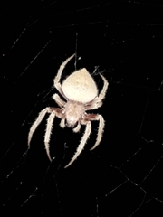 Eriophora edax