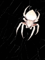 Eriophora edax