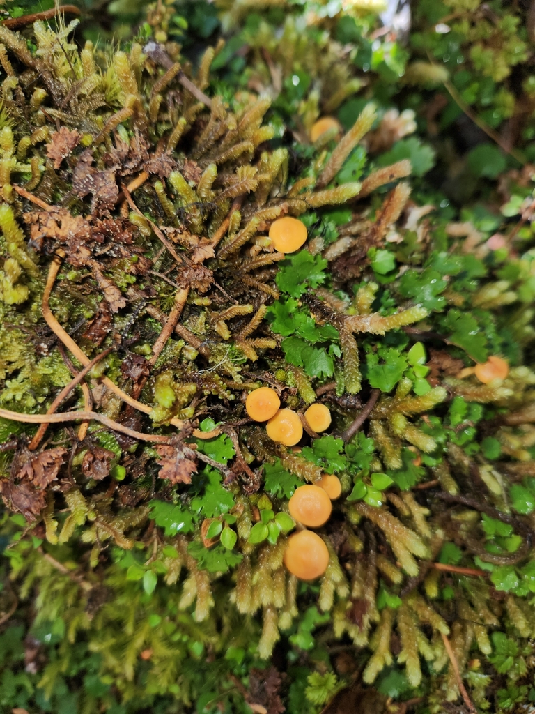 Hypholoma acutum · March 2025 · photo: © archie_tarn (iNaturalist, cc-by)