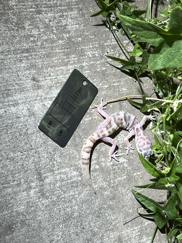 iNaturalist observation photo of Western Banded Gecko