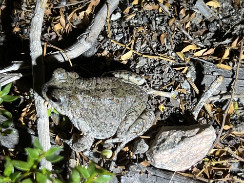 iNaturalist observation photo of Red-spotted Toad