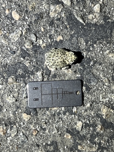 iNaturalist observation photo of Red-spotted Toad