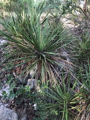 Yucca constricta